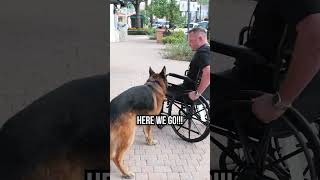 German Shepherd Service Dog Training for Owner in Wheelchair