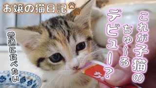 えっ！？これが子猫のちゅ～るデビュー？【お嬢の猫日記 / OJO- CAT DAILY】