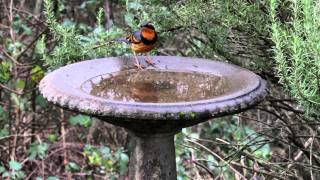 Varied Thrush