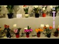 2015臺灣國際蘭展 嘉德麗亞蘭 2015 taiwan international orchid show cattleya