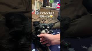 12才７ヶ月#チワワ#shorts #小型犬