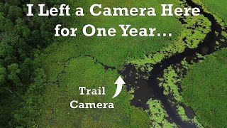 Trail Cam: 1 Year in a Marsh