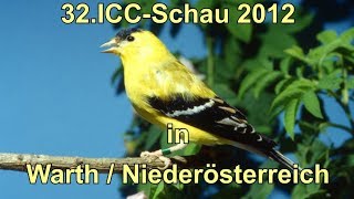 32.ICC-Schau 2012 in Warth-Österreich.Regard cardueliden.Sguardo cardueliden.