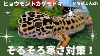 【冬支度】寒さ対策をしたらレオパのふくちゃんが謎の行動を…