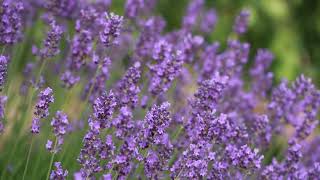 Relaxation and Healing: Apitherapy with Bees and Lavender | Natural White Noise\