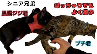 シニアの黒猫とキジトラのぽっちゃり兄弟ジャレたり遊んだり元気いっぱい（保護猫カフェ森のねこ舎）Senior black cat and brown tabby cat, plump brothers