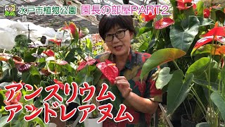 【園長の部屋PART2】第69回 アンスリウム アンドレアヌム【水戸市植物公園】