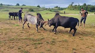 Satya Hep Byrwai 🆚 Thoh Tdong Phis Sohkymphor #iadawmasitoday #meghalaya #yak #sniang