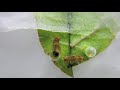 ナミアゲハの孵化（papilio xuthus eggs hatching）