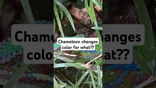 Chameleons  Color Change Myth Busted!