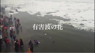 【続報】インド/ヤムナ川の有害波の花　2021年11月11日