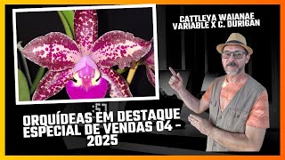 ORQUÍDEAS em DESTAQUE - Especial de Vendas 04 - 2025 - CATTLEYA DURIGAN ESCURA - cor incrível!