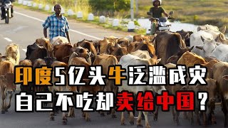 印度5亿头牛泛滥成灾，为什么本地人不吃，却把神牛卖给中国人？