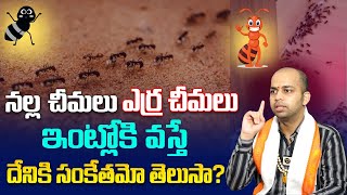 నల్ల చీమలు ఎర్ర చీమలు ఇంట్లోకి వస్తే దేనికి సంకేతమో తెలుసా? ||  Astrologer Avinash Das