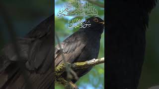 Quran Urdu translation||surah al lail translation||surah al lail Urdu tarjama||part 2  #qurancover