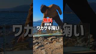 【解説】琵琶湖のワカサギ掬い2024年#ガサガサ #琵琶湖 #ワカサギ