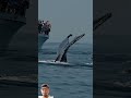 Whale (paus biru) #whale #humpbackwhale #whalewatching #humpback #ocean #videoshort #surfing