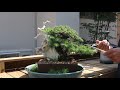 bonsai needle juniper　盆栽　杜松　芽切り