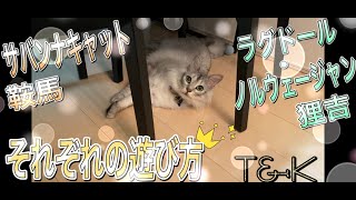 サバンナキャットの遊び方　狸吉兄ちゃんは猫らしい遊び方　　サバンナキャット ラグドールノルウェージャン