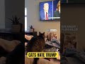 cats hate trump