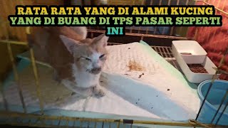 kucing dari tempat sampah dan pasar