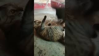 mama cat and daughter kitten fun time#trending  #(+*+\u0026\