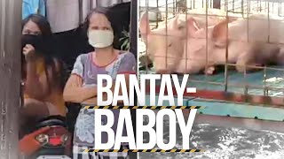 24 Oras: Mga inilibing na baboy, namamaho na umano