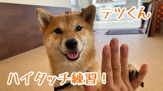 【犬の幼稚園】紫竹山店✨テツくん　ハイタッチ練習✨