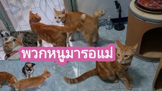 ดีใจจังแม่พวกหนูกลับมาแล้ว#ปังปอนลูกแม่เกียง #stray #cats 🐈🐈🐈