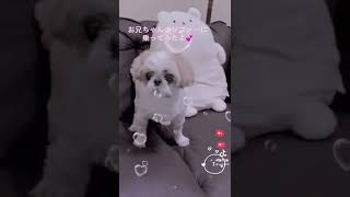 お兄ちゃんのソファーに大好きなくまちゃんと乗ってみたよ💕♯犬♯dog♯シーズ