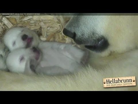 Are polar bear twins identical?