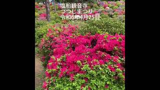 塩船観音寺つつじまつり　#塩船観音寺 #つつじまつり #つつじ #azalea #青梅市 #満開 #開花 #見頃 #しおふねかんのん