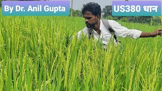 2020 - How Rice is Made : Step by Step Growing Rice Paddy Farming, South India ।। US380 paddy !!