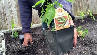 PLANTANDO LAS MATITAS EN EL JARDIN