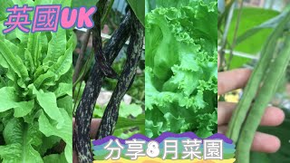 [英國uk］英國日常生活，自給自足分享8月菜園收獲分享。