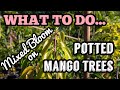 What to do... Mixed Bloom on Potted Mango Trees