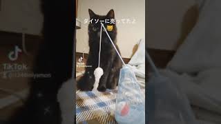 ダイソーの猫おもちゃで遊んでるよ‼️😸