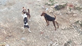 Dogs fight over licking butt with slow motion