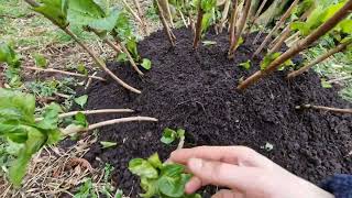 MOUND LAYERING PROPAGATION for hydrangea and currants