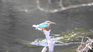 Kingfishers mating