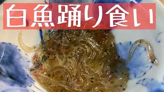 【白魚のおどり食い】をやってみた！