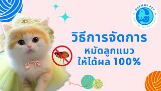 วิธีกำจัดหมัดในลูกแมวอย่างปลอดภัยและได้ผล 100% | สัตวแพทย์ทีม Deemmi