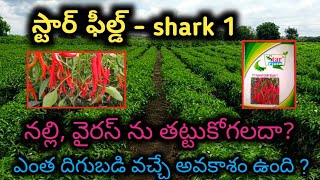 Shark 1 గురించి పూర్తి సమాచారం || ఈ యేడాది ఎంత దిగుబడి వచ్చింది? || నల్లి, వైరస్ ను తట్టుకోగలదా?