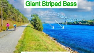 GIANT STRIPER Fishing in SMALL River