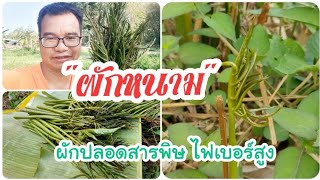 EP_277 เก็บผลผลิต \