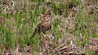 鳥見って楽しいなぁ！ ヒバリ編