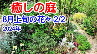 【癒しの庭 8月上旬の花々-2】8月上旬の花々です。猛暑でお花がどんどん弱っていき、お庭がさみしくなっていきます。2024年8月3日