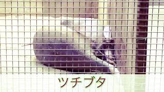 息子制作 生き物動画「ツチブタ」