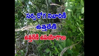 Surprise Health Tips of Uttareni Plant Or Prickly  Plant Uses in Telugu.