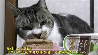 美味しいおやつに寄り目になっちゃう猫リキちゃん☆ニュートロデイリーディッシュ実食！猫の食事風景☆【リキちゃんねる　猫動画】Cat video　キジトラ猫との暮らし